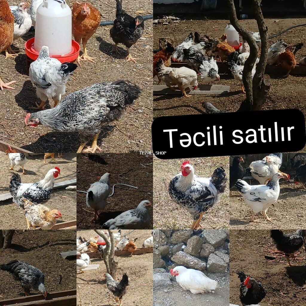 ‼️ Təcili Satılır ‼️ 53 ədəd tam sağlam 4.ay yarımlıq colpalar