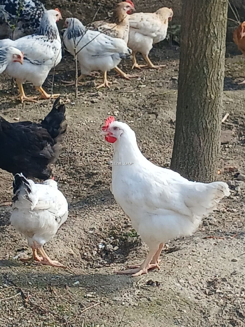 ‼️ Təcili Satılır ‼️ 53 ədəd tam sağlam 4.ay yarımlıq colpalar - şəkil 2