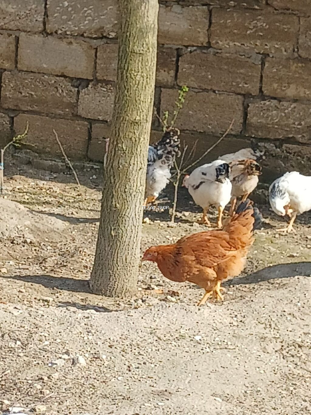 ‼️ Təcili Satılır ‼️ 53 ədəd tam sağlam 4.ay yarımlıq colpalar - şəkil 3