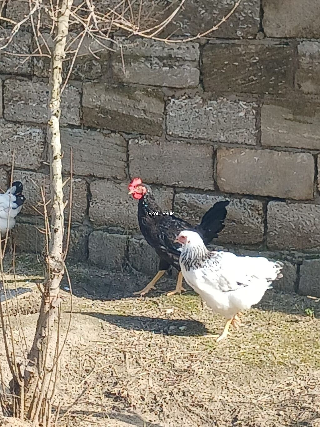 ‼️ Təcili Satılır ‼️ 53 ədəd tam sağlam 4.ay yarımlıq colpalar - şəkil 4