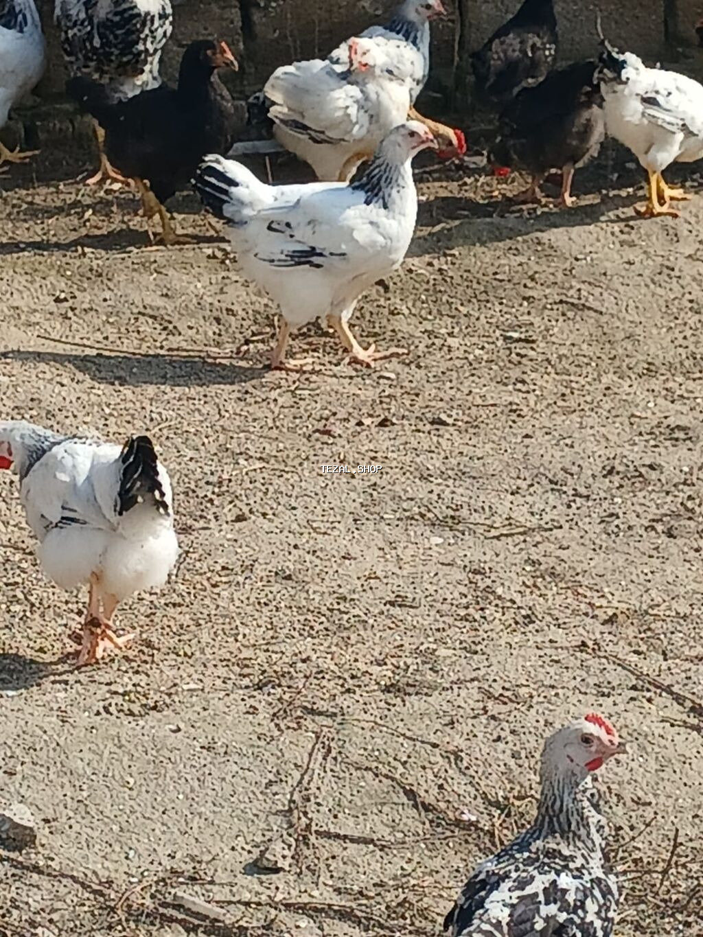 ‼️ Təcili Satılır ‼️ 53 ədəd tam sağlam 4.ay yarımlıq colpalar - şəkil 5