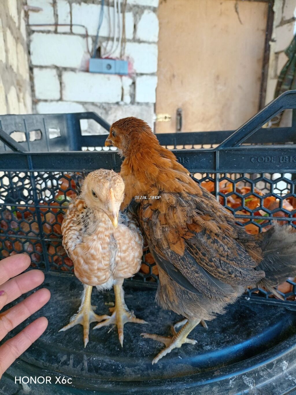 Toyuq cücələri, Ətlik