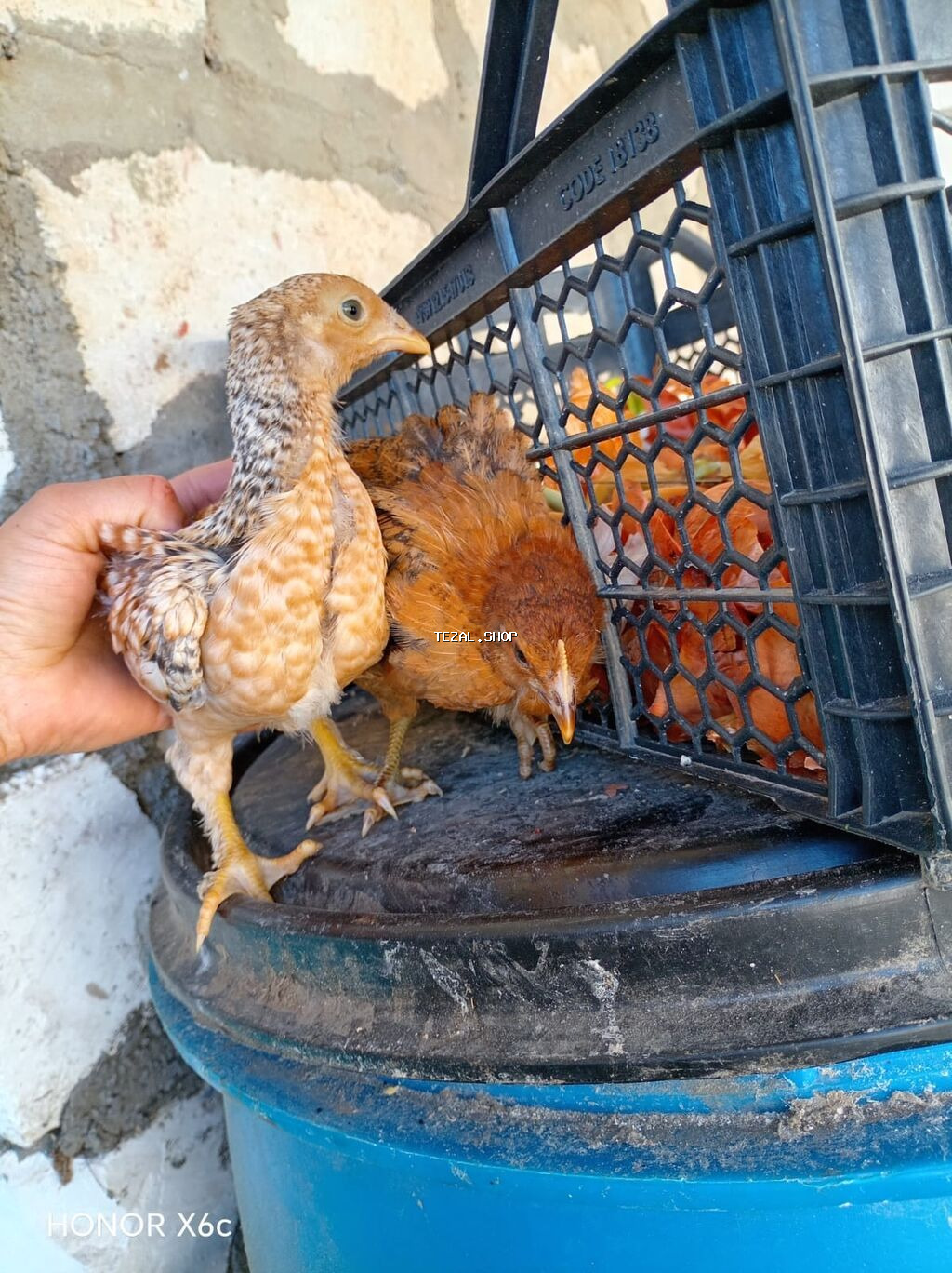 Toyuq cücələri, Ətlik - şəkil 2