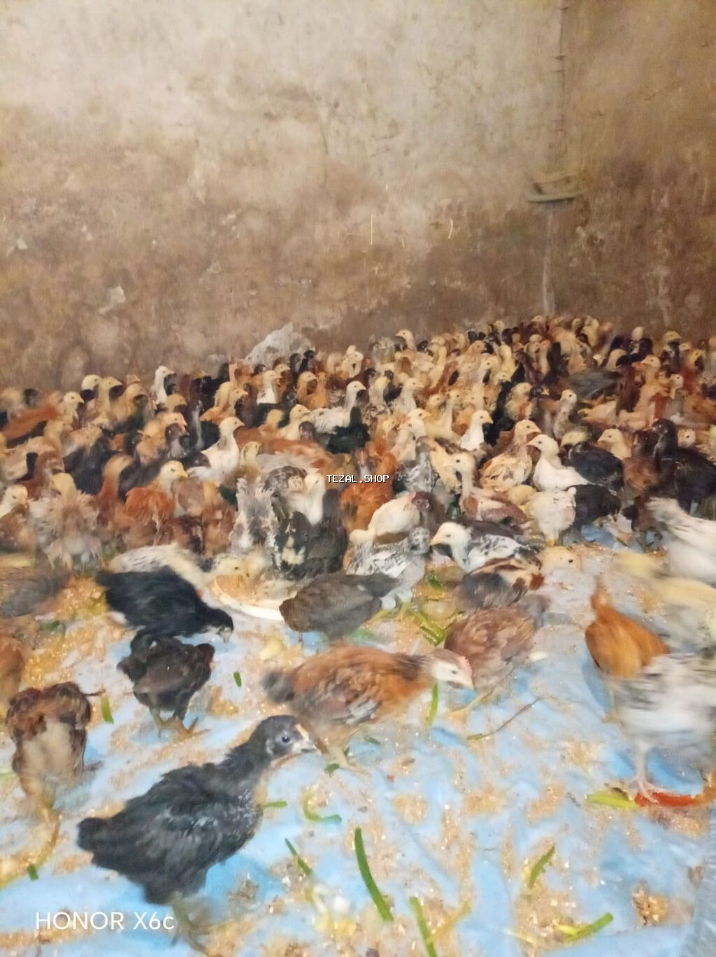 Toyuq cücələri, Ətlik - şəkil 3