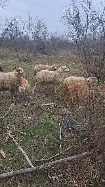 Qoyun sürüsü – 6 erkey 2 disi 9 aylliqdilar - şəkil 2