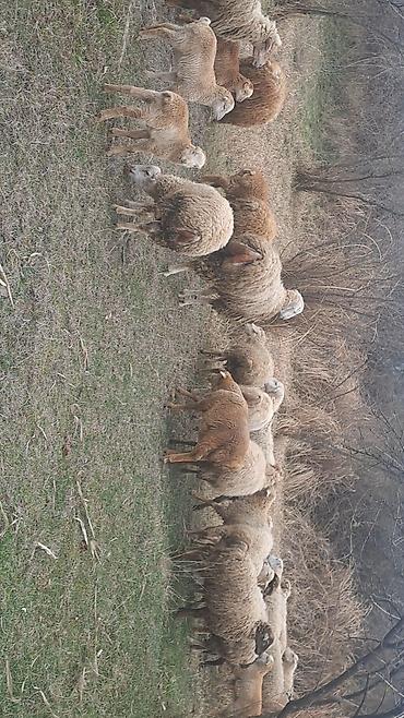 Qoyun sürüsü – 6 erkey 2 disi 9 aylliqdilar - şəkil 4