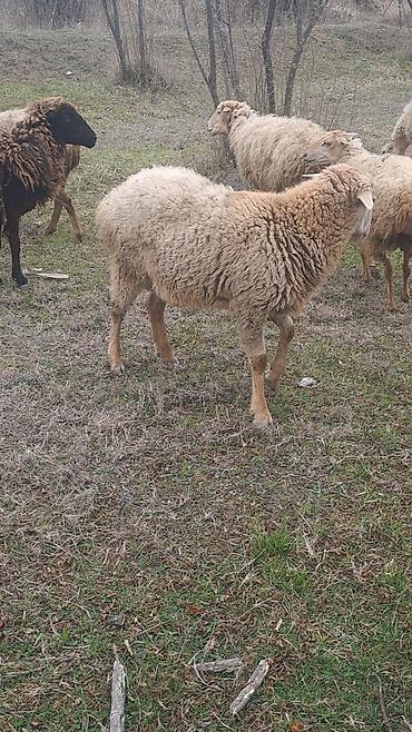 Qoyun sürüsü – 6 erkey 2 disi 9 aylliqdilar - şəkil 5