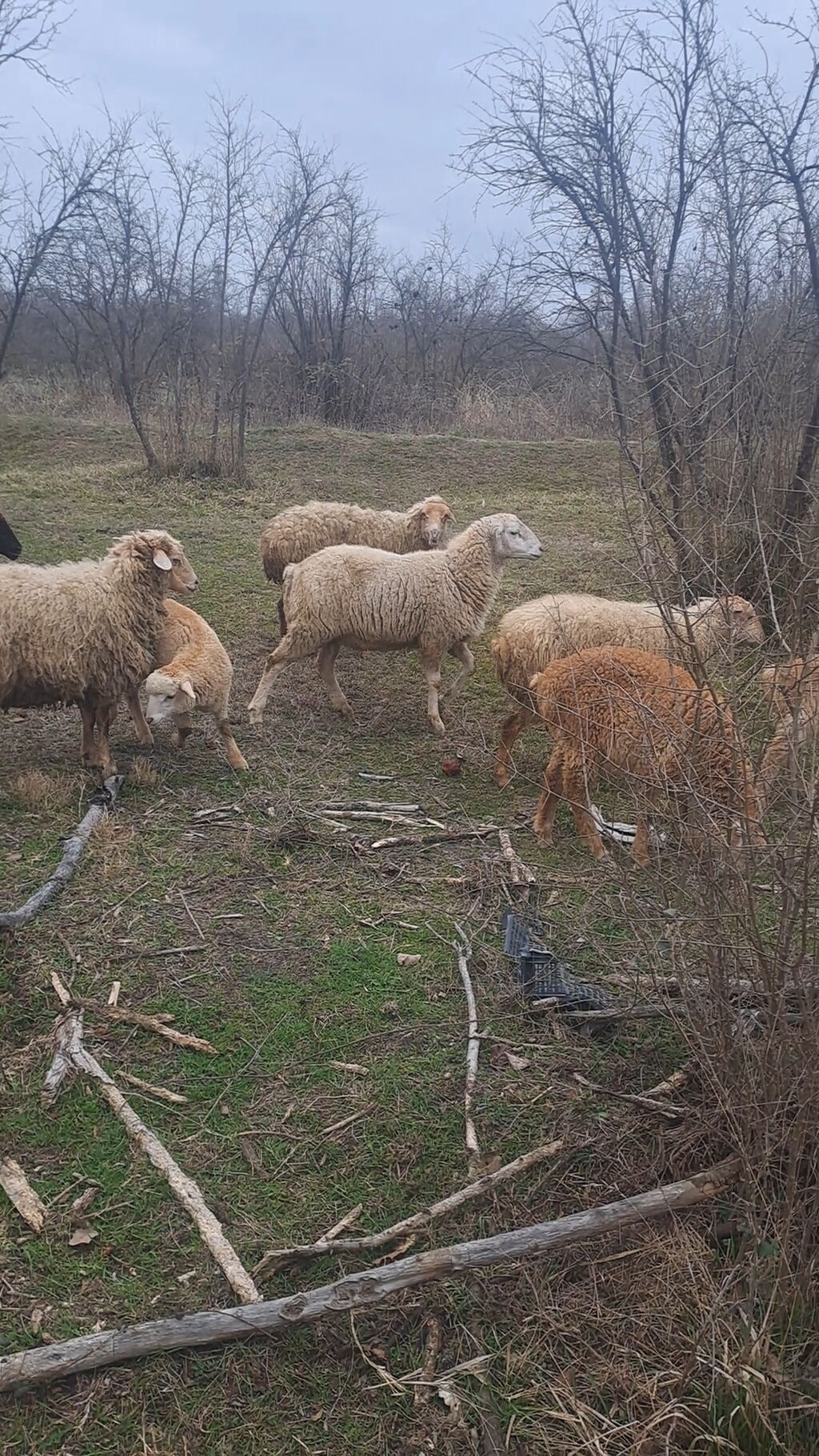 Qoyun sürüsü – 6 erkey 2 disi 9 aylliqdilar