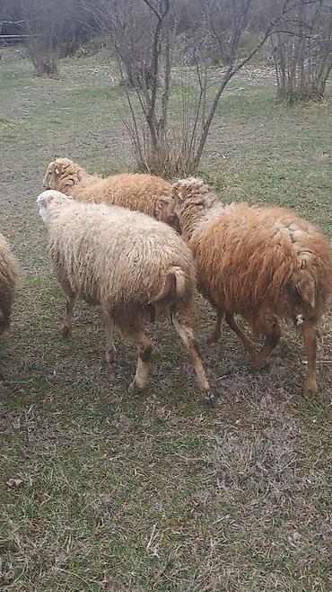 Qoyun sürüsü – 6 erkey 2 disi 9 aylliqdilar - şəkil 3