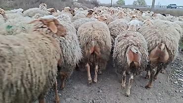 Qoyun sürüsü – ət və yun istehsalı üçün damzdix satlir 700 baş tef - şəkil 4