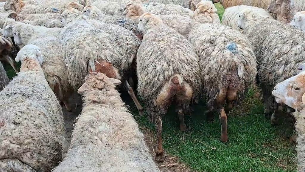 Qoyun sürüsü – ət və yun istehsalı üçün damzdix satlir 700 baş tef