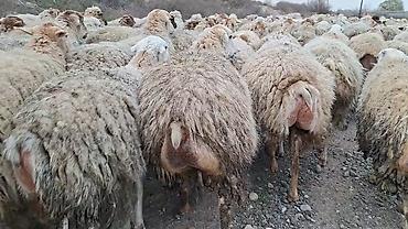 Qoyun sürüsü – ət və yun istehsalı üçün damzdix satlir 700 baş tef - şəkil 3