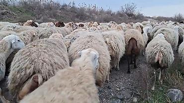 Qoyun sürüsü – ət və yun istehsalı üçün damzdix satlir 700 baş tef - şəkil 5