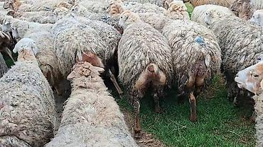 Qoyun sürüsü – ət və yun istehsalı üçün damzdix satlir 700 baş tef - şəkil 2