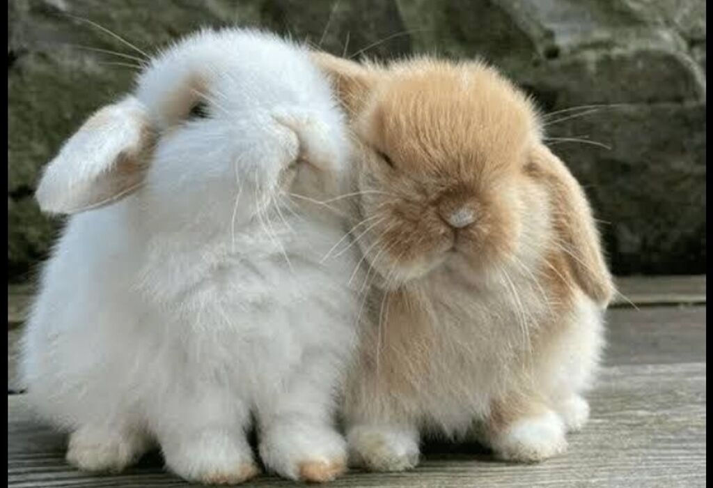 🐇 Holland Minilop – Qalib Cins Balaca Dovşanlar Satılır! 🌟 Tam saf