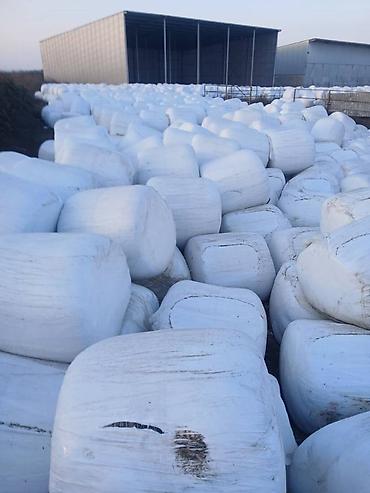 Qarğidali silosu (400-450kq ) qiyməti 75 manat. Ünvana çatdırılma - şəkil 2