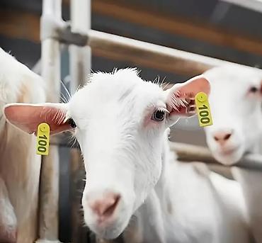 Məhsul: Nömrəli qulaq birkaları dəsti (1–100) Təsvir: - Ferma - şəkil 5