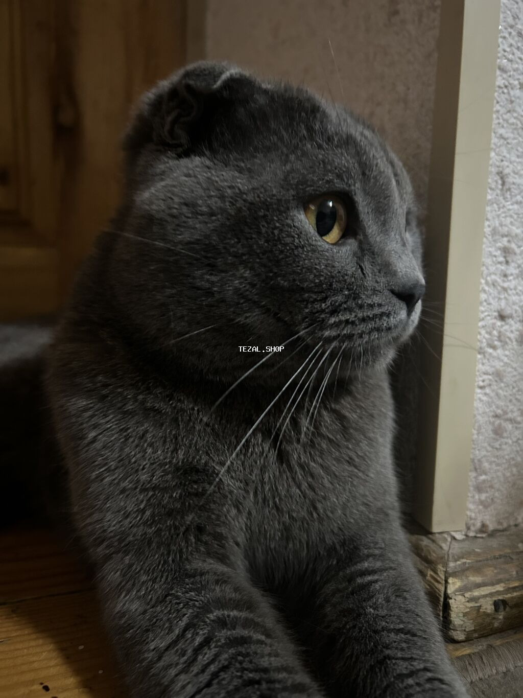 Şotland yastı qulaq, Erkək, Cütləşmə üçün