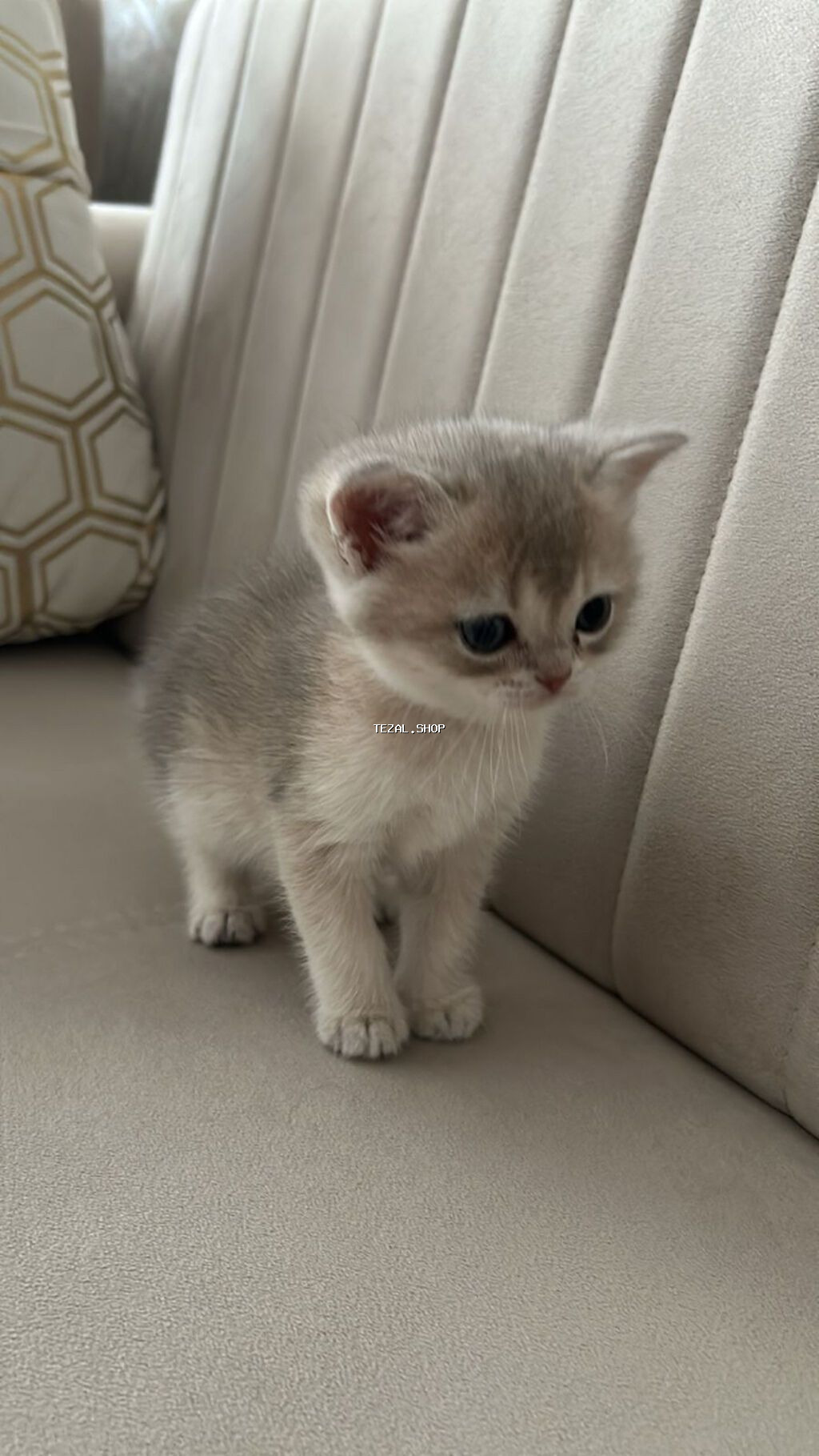 Qızıl şinşilla, Dişi, Yaxşı əllərə, Ünvandan götürmə