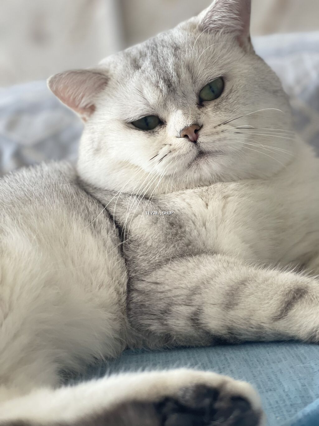 Şinşilla, Erkək, Cütləşmə üçün