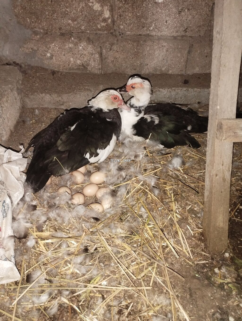 Salam aleykum lal ördək satılır kurtdulər altna toyuq yumurtası