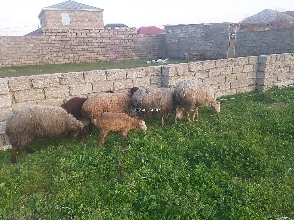 Qoyun sürüsü satılır Binə qəsəbəsi südçülük savxozu 4 ana iki quzu. -