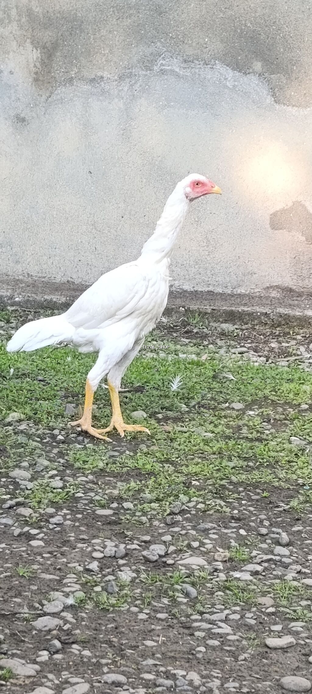 Legv edirem diye satiram. yaxwi heyrati istiyenler narahat etsin - şəkil 2