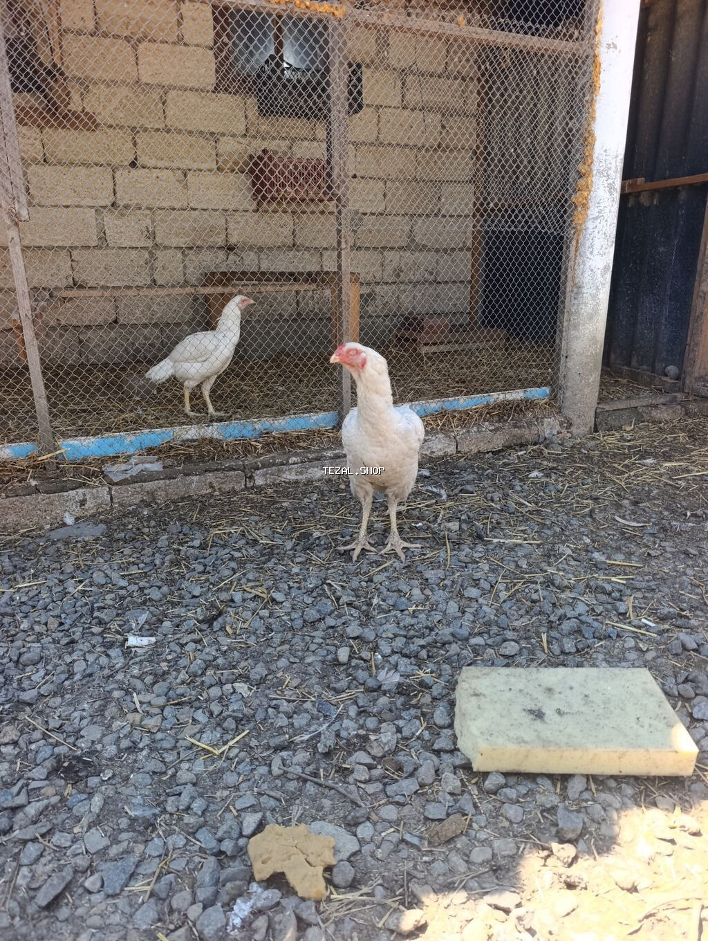 Legv edirem diye satiram. yaxwi heyrati istiyenler narahat etsin - şəkil 3