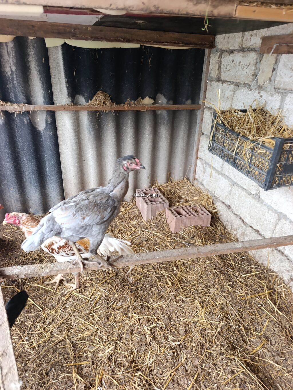 Legv edirem diye satiram. yaxwi heyrati istiyenler narahat etsin - şəkil 4