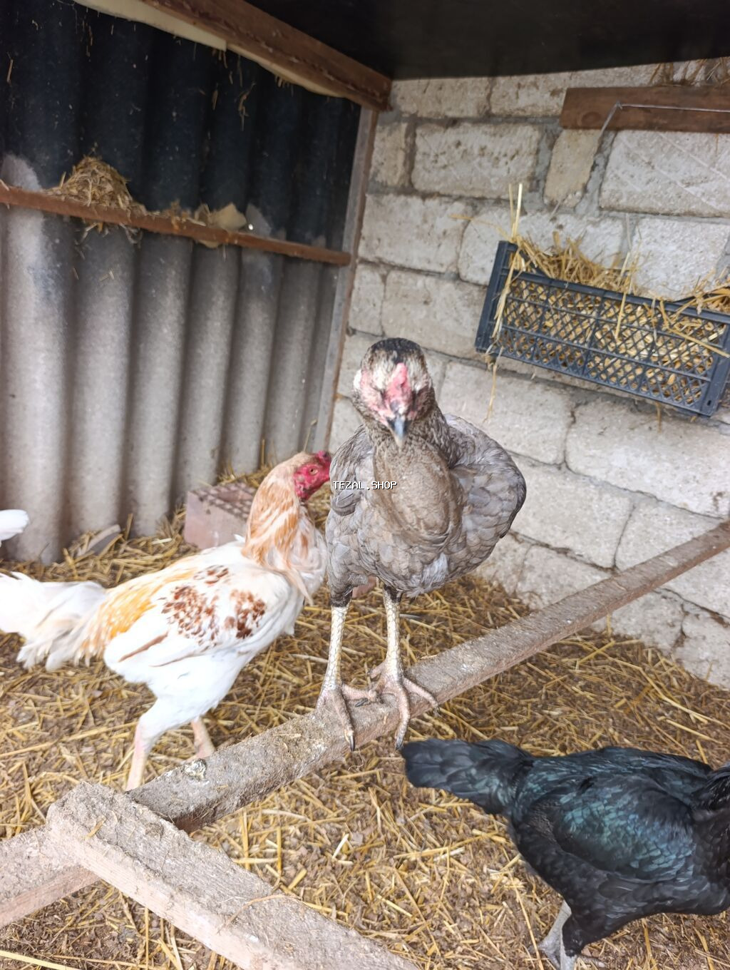 Legv edirem diye satiram. yaxwi heyrati istiyenler narahat etsin - şəkil 5