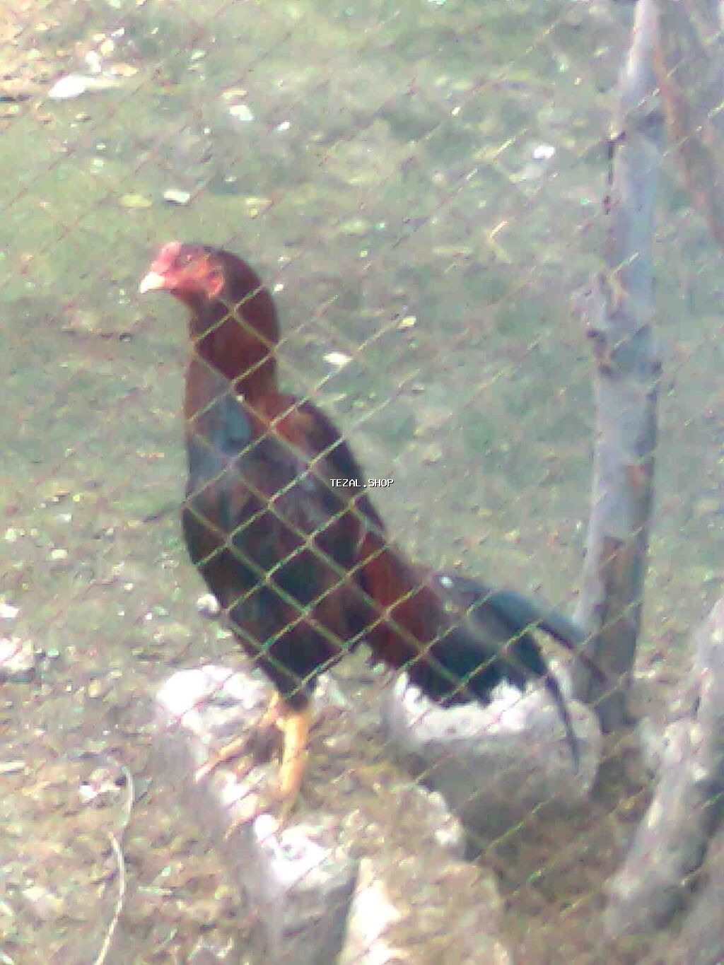 Yaxsi bece isdeyen buyursun iyunun axiridi probu var cinsi qani