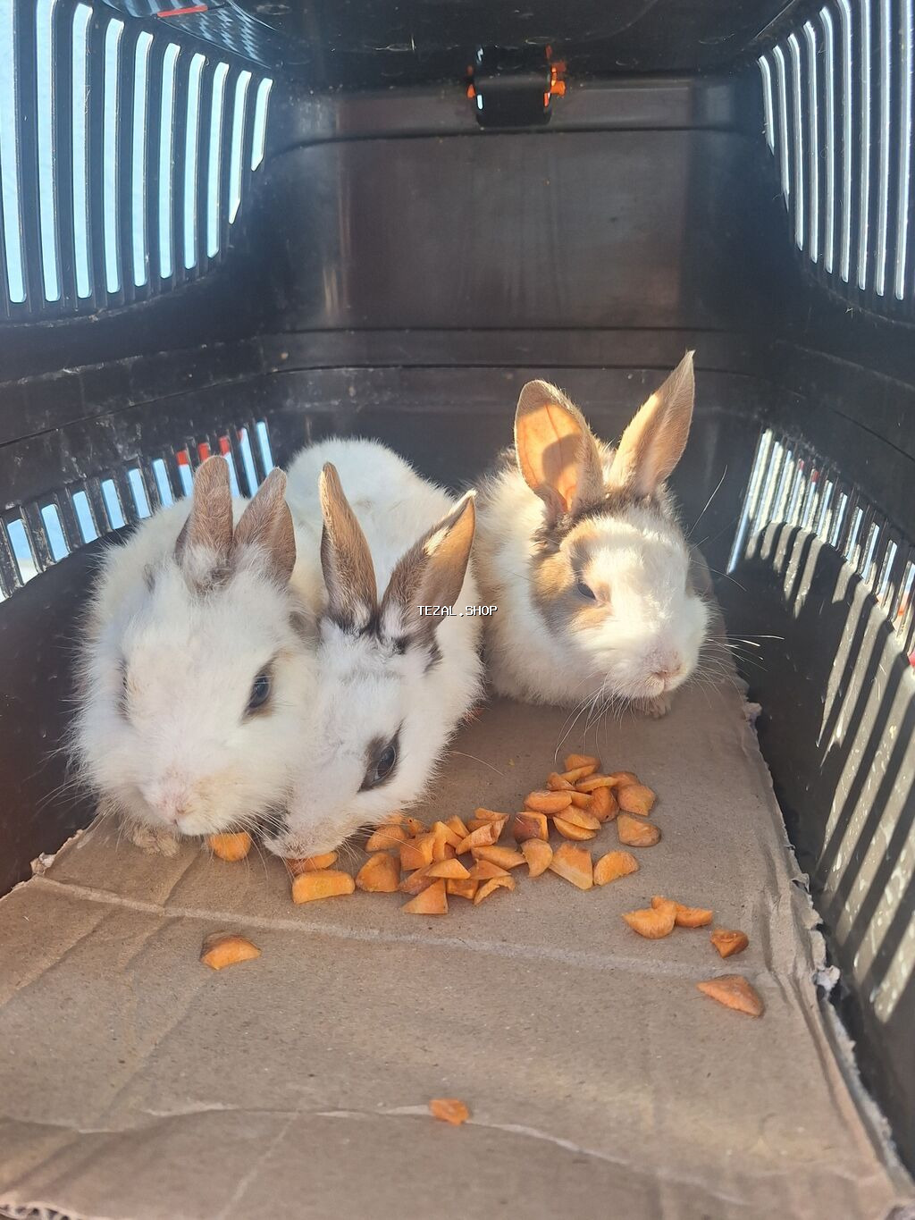 Dekorativ 2 aylig bala dovsanlardi tam saglamdi