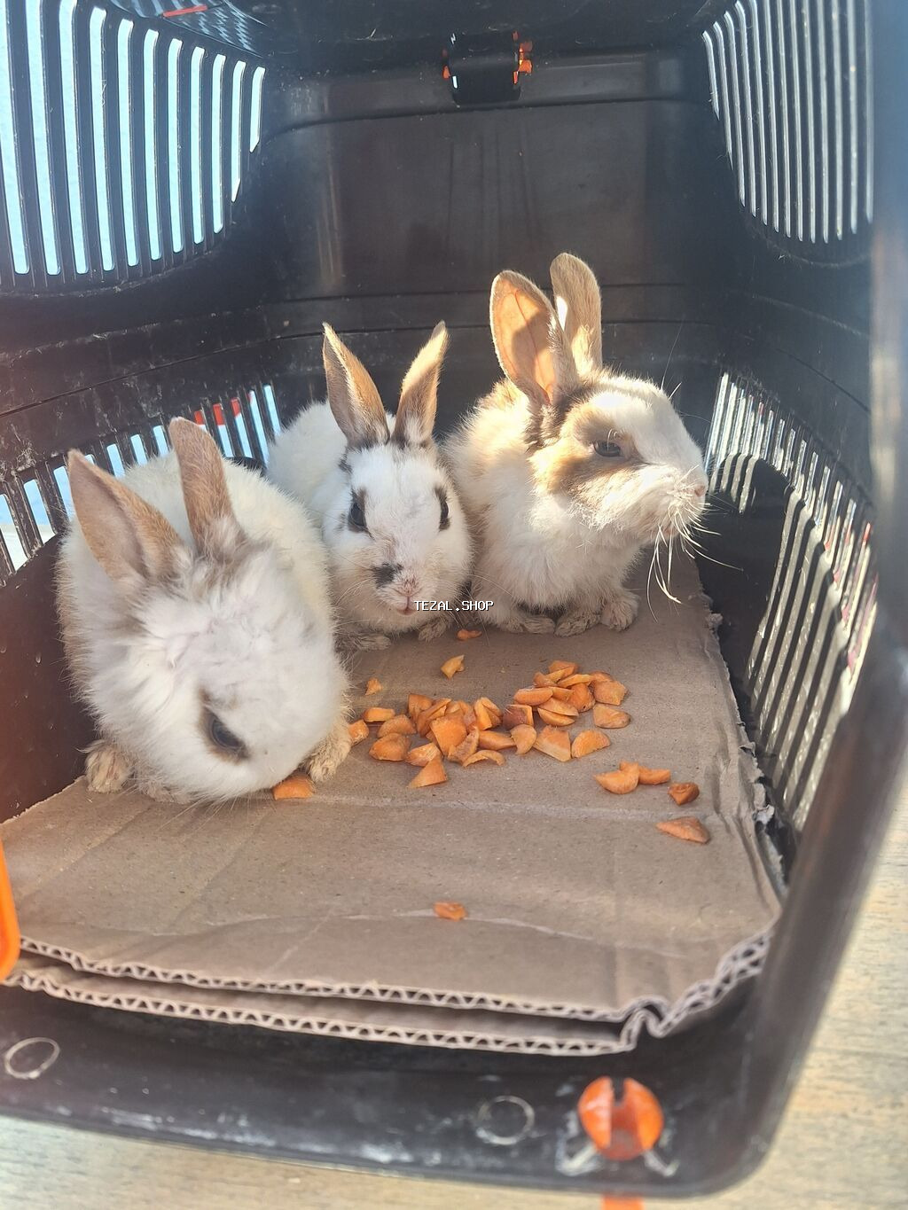 Dekorativ 2 aylig bala dovsanlardi tam saglamdi - şəkil 2