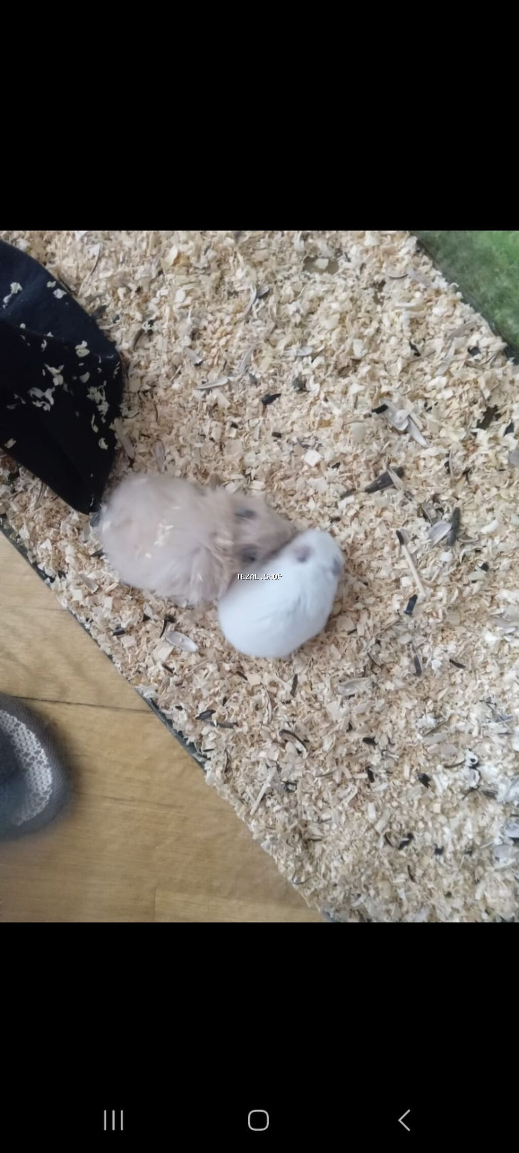 Növ: Hamster (ehtimalən Suriya/uzun tüklü və qısa tüklü balalar)