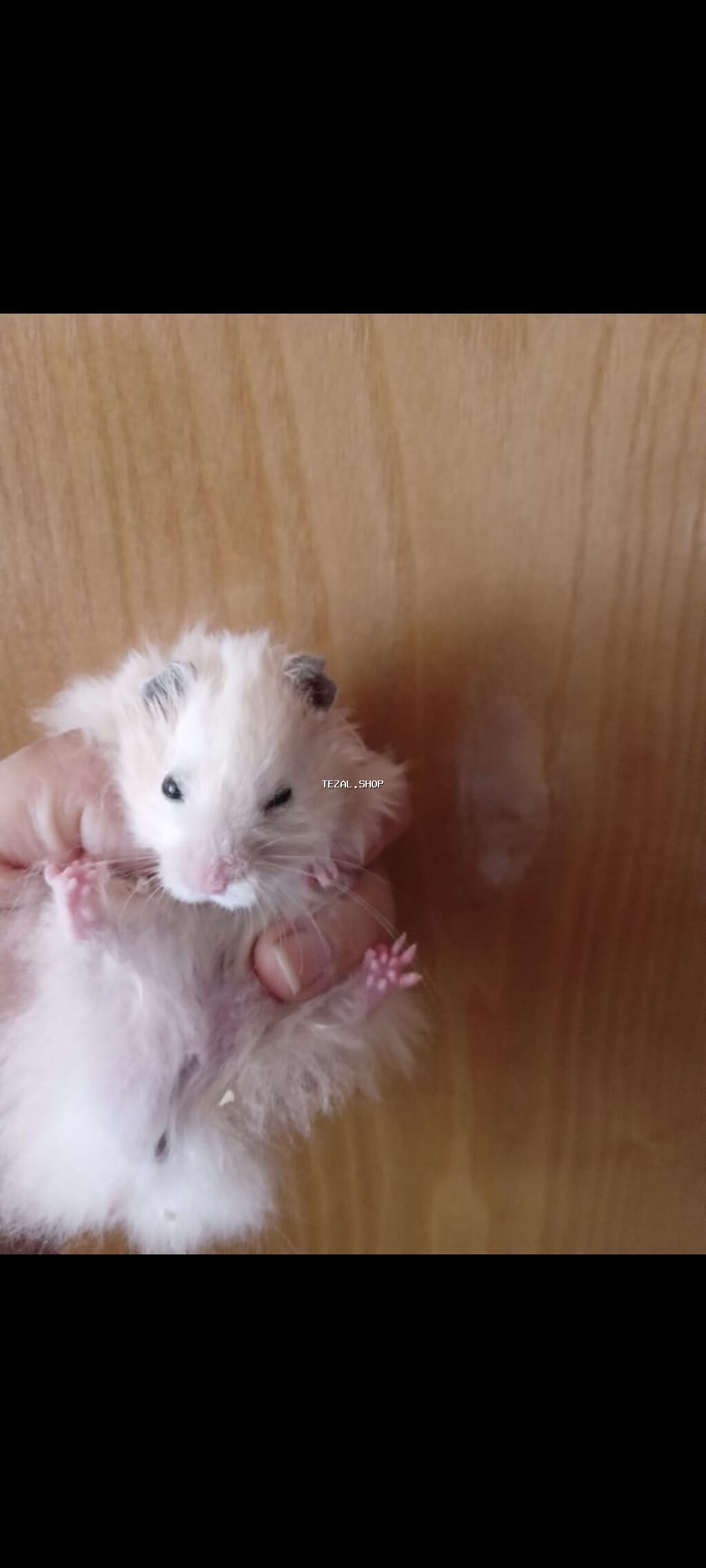 Uzun tüklü Suriya hamsterləri - Rənglər: qar kremi/boz qulaqlı ağ və