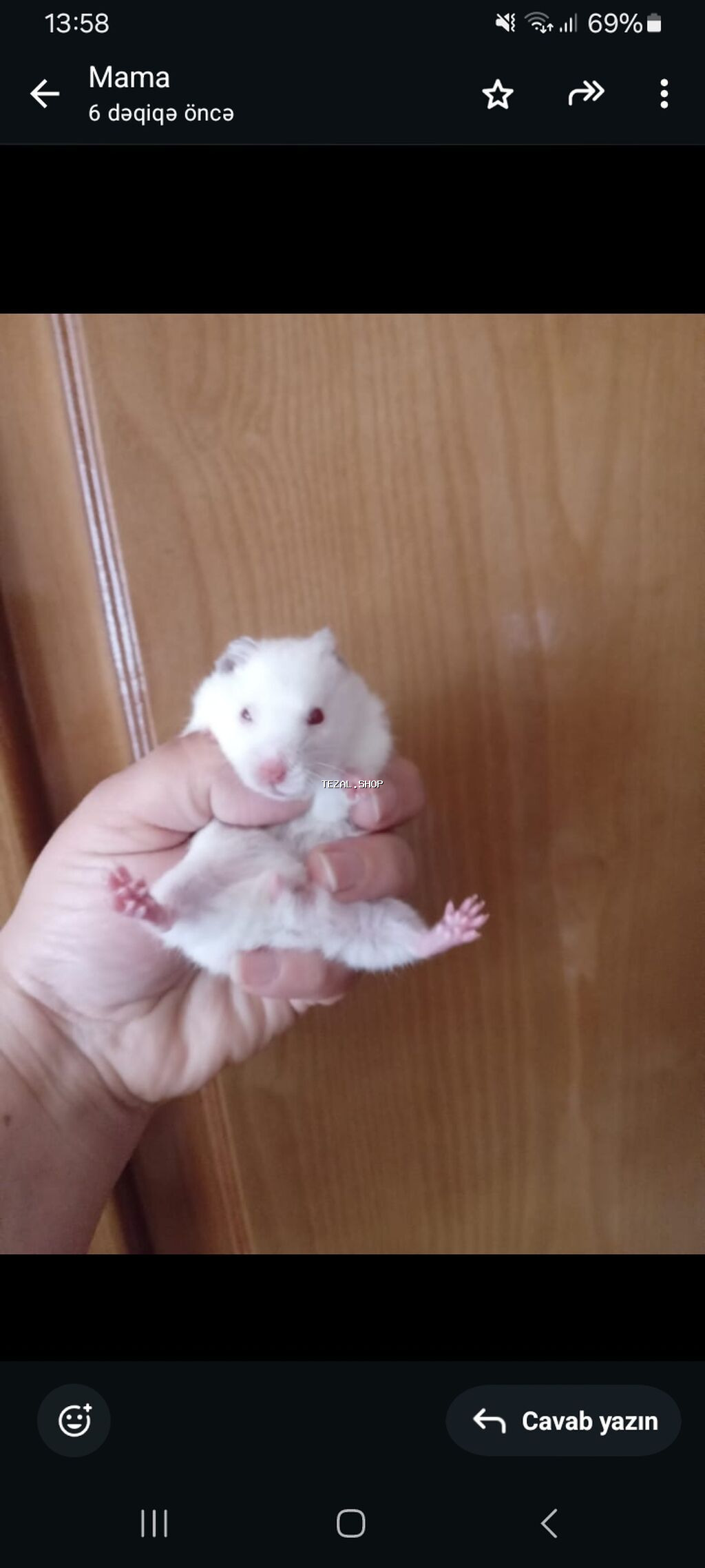 Uzun tüklü Suriya hamsterləri - Rənglər: qar kremi/boz qulaqlı ağ və - şəkil 3