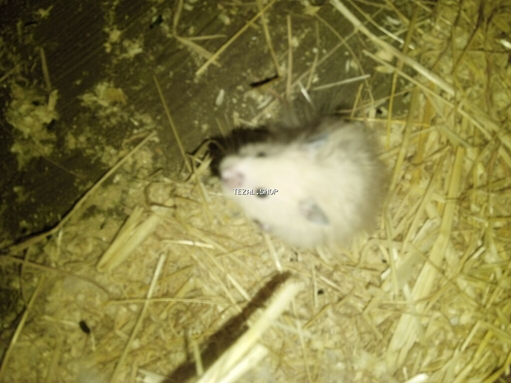 Salam hemtr satılır koroğluya çatdırılma var endirim olacaq - şəkil 2