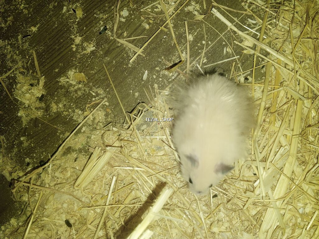 Salam hemtr satılır koroğluya çatdırılma var endirim olacaq - şəkil 3