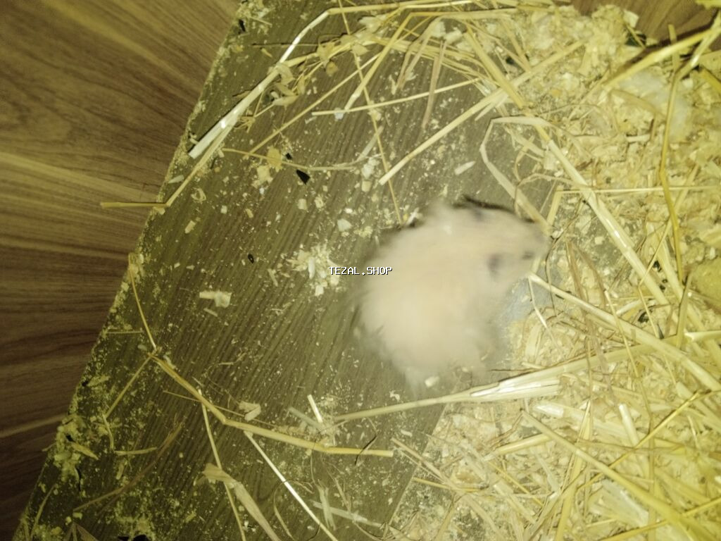 Salam hemtr satılır koroğluya çatdırılma var endirim olacaq - şəkil 5