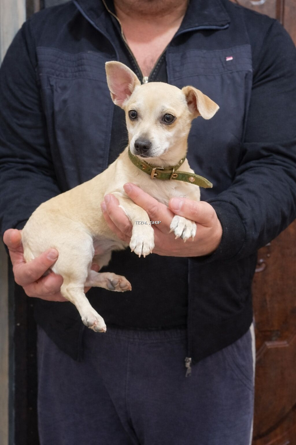 Satılır Dişi Pinçer və Çixua qatışığı dişi cavan it 8 aylıqdlr. Tam