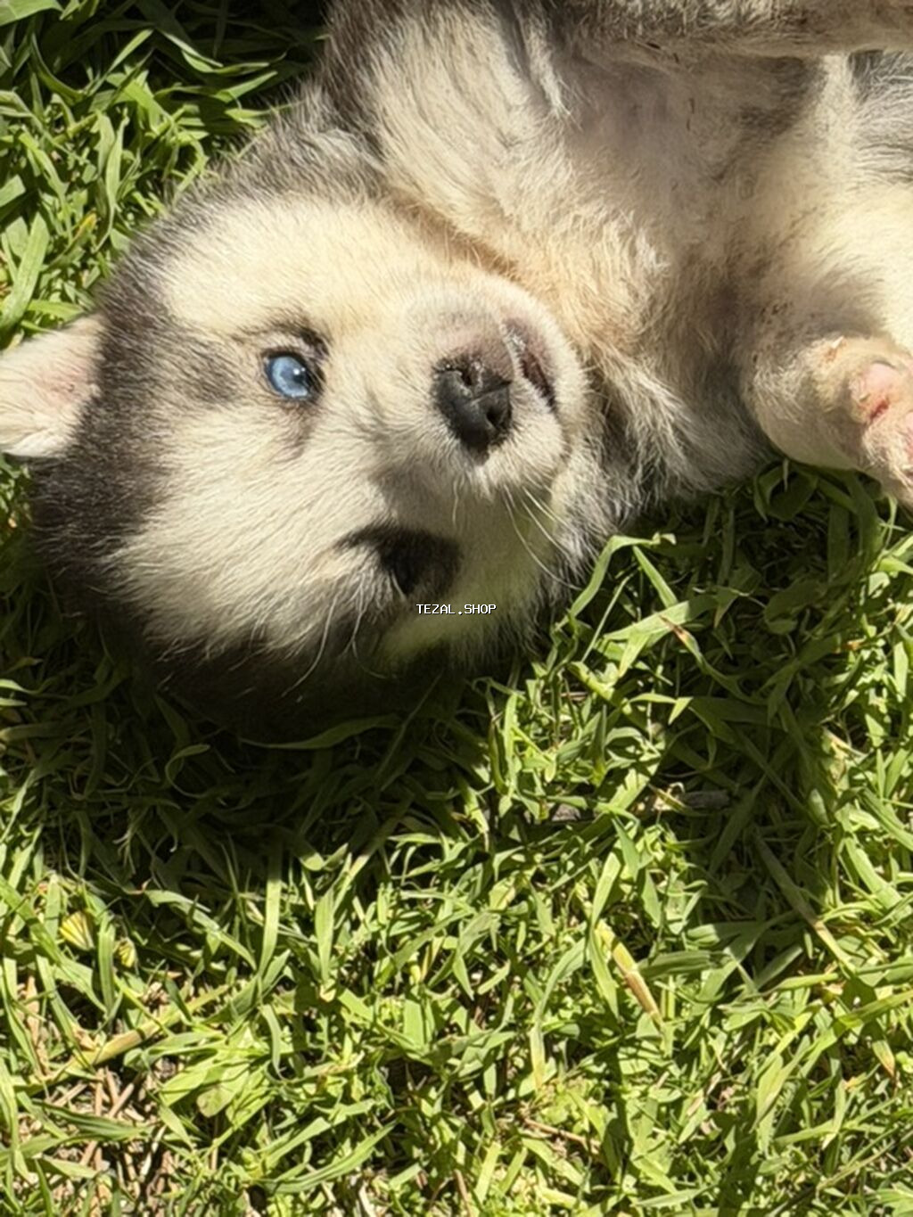 Xaski, 2 ay, Erkek, Peyvəndli - şəkil 2