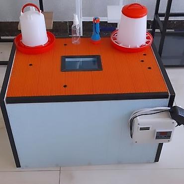 Azərbaycanda inkubator Aparatlarinin Rəsmi satiş mərkəzi Rasif - şəkil 3