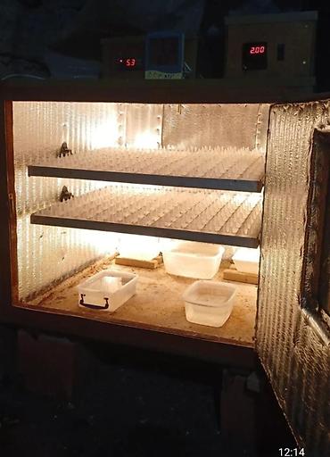 Salam inkubator satılır afdamat unversaldır bildirçin qırqovul toyuq - şəkil 3