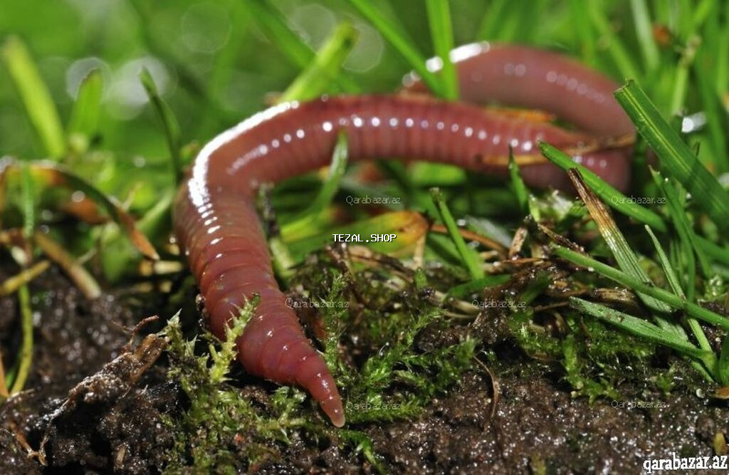 Iri Torpaq qurdu (soxulcan) teze 50 ededi 5 manat baliq ovu ucun