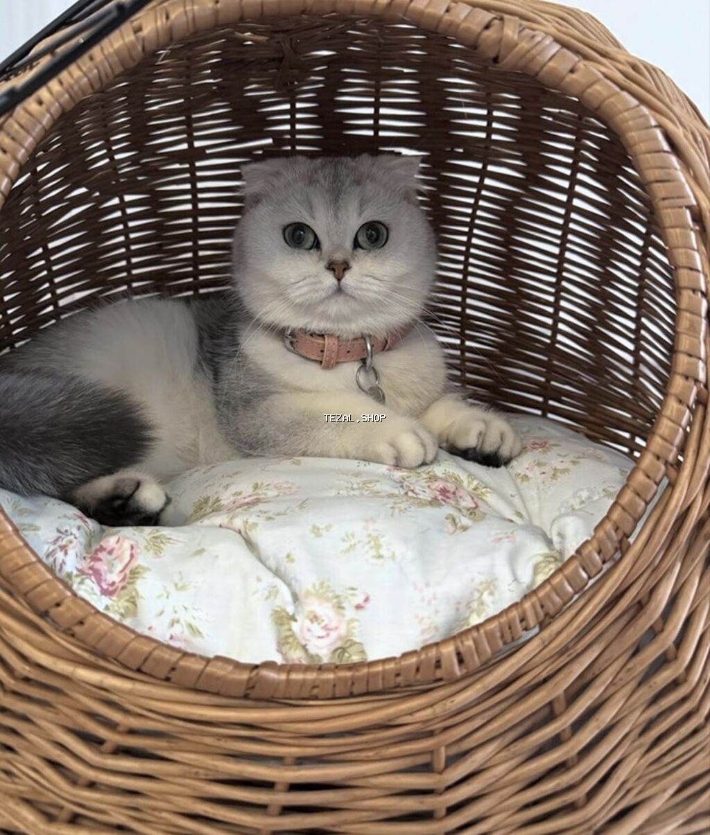 Elit valideynlərdən ŞOU-KLASS balalar! 💎 Gözəl Şotland (Scottish