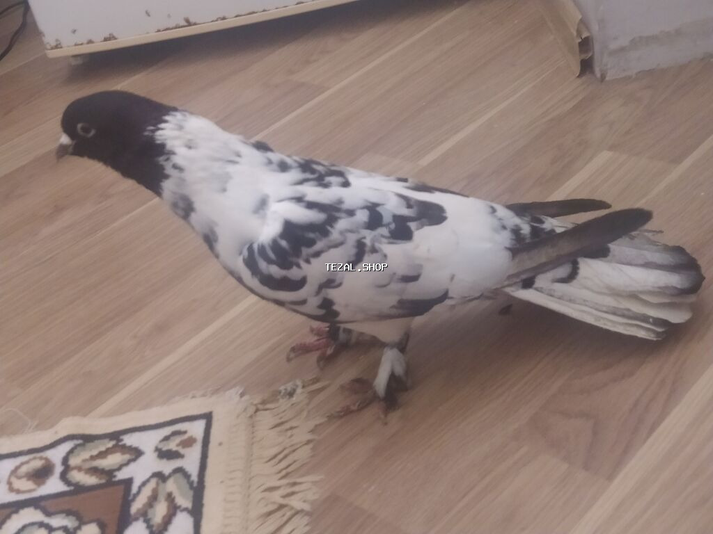 Qara-ağ naxışlı göyərçin ərkəy - Rəng: baş və boyun hissəsi