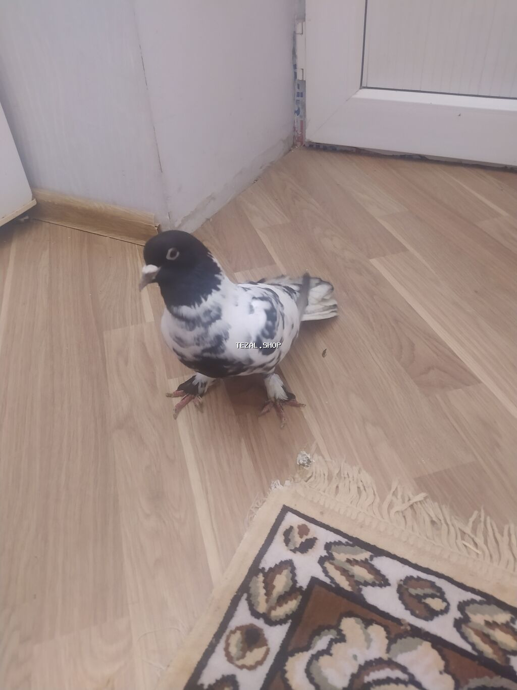 Qara-ağ naxışlı göyərçin ərkəy - Rəng: baş və boyun hissəsi - şəkil 2