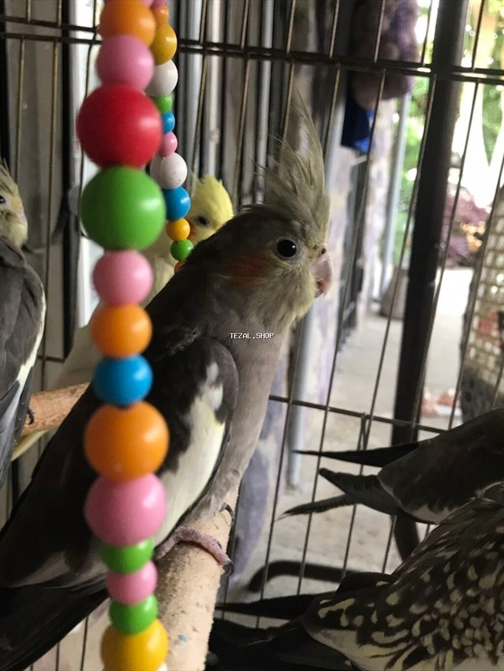 Erkeydi isteye yen yazsin coxdu korela kiletkada yer yoxdu 35 den 30