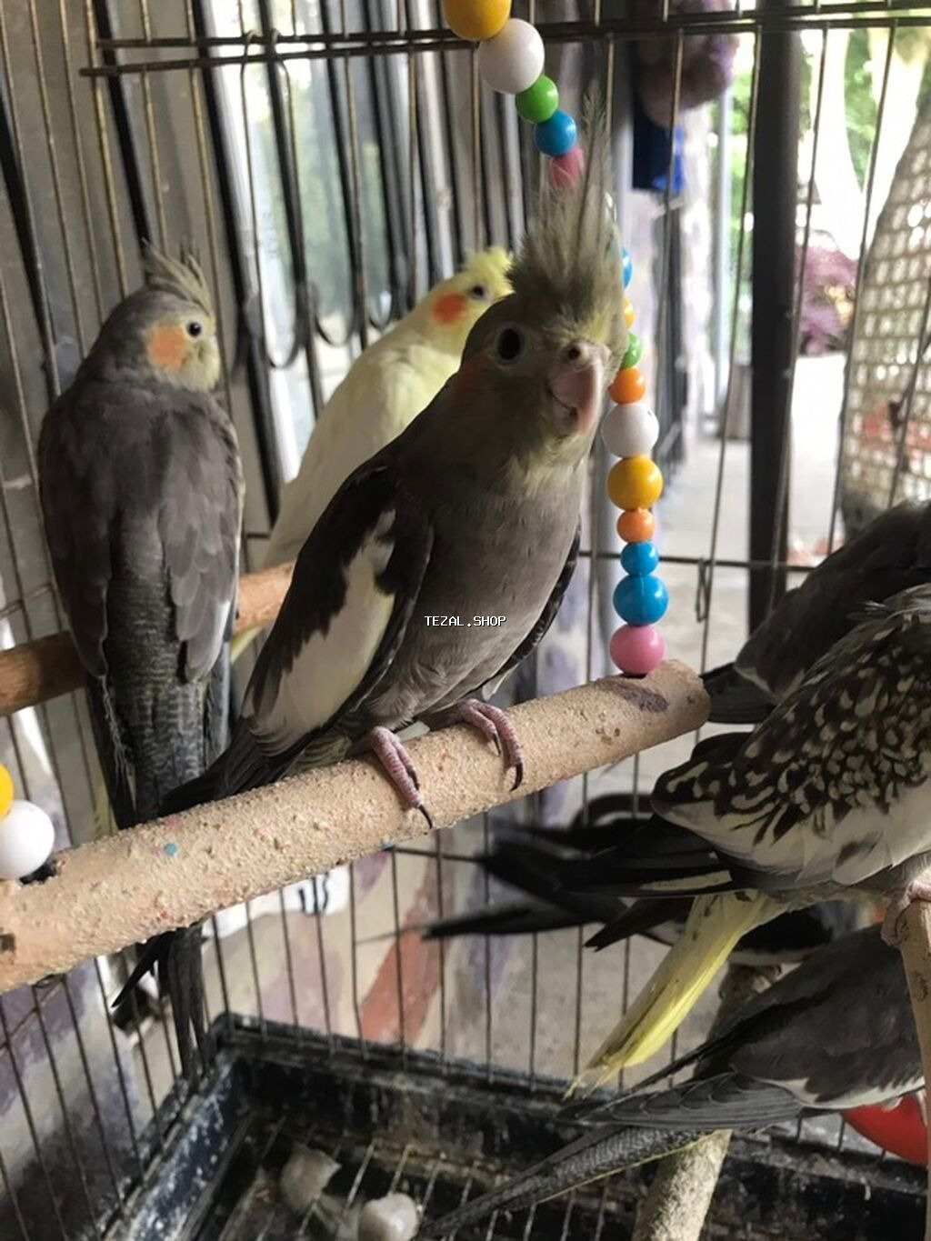 Erkeydi isteye yen yazsin coxdu korela kiletkada yer yoxdu 35 den 30 - şəkil 2