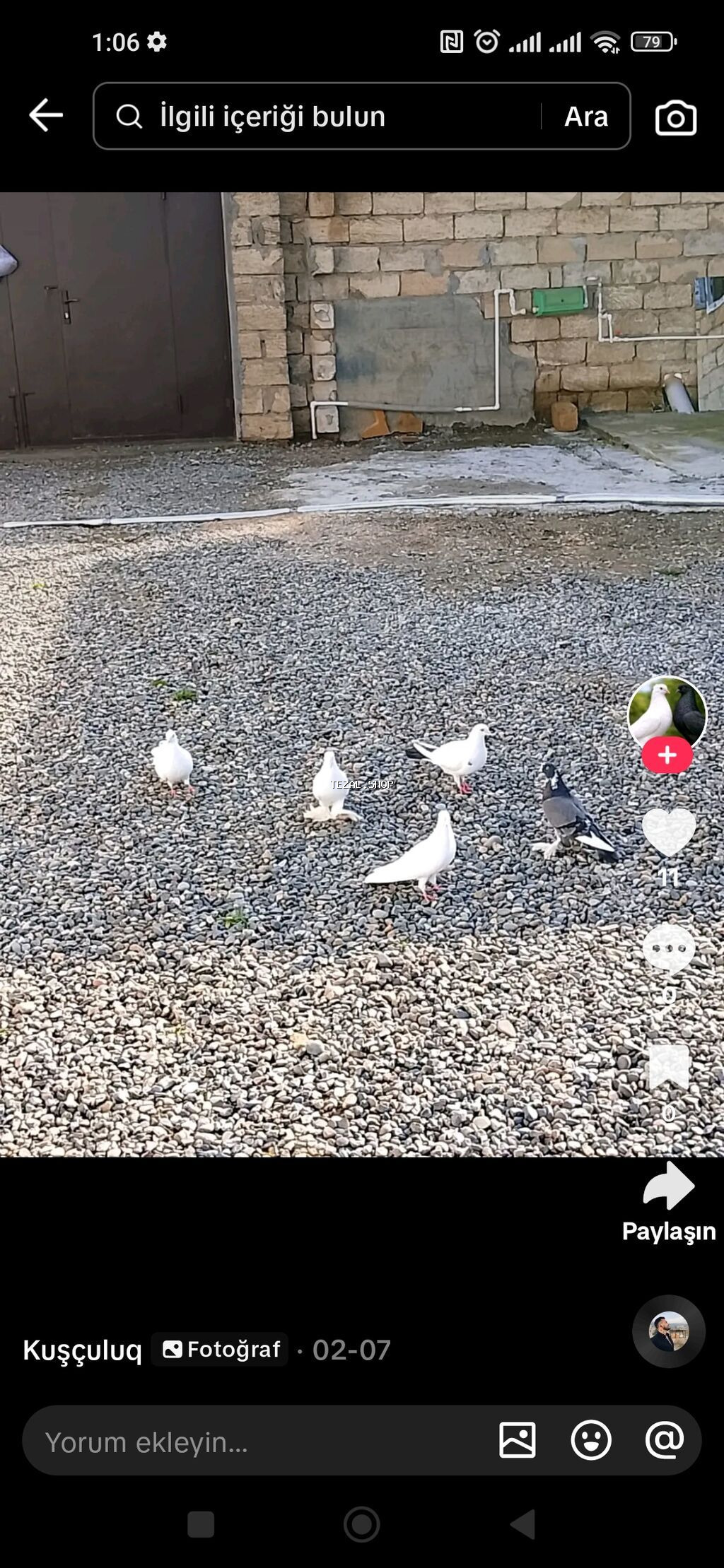 Qardaslar. önde duran ağ maya gedibdi quyruqun altnda qara matvi reng